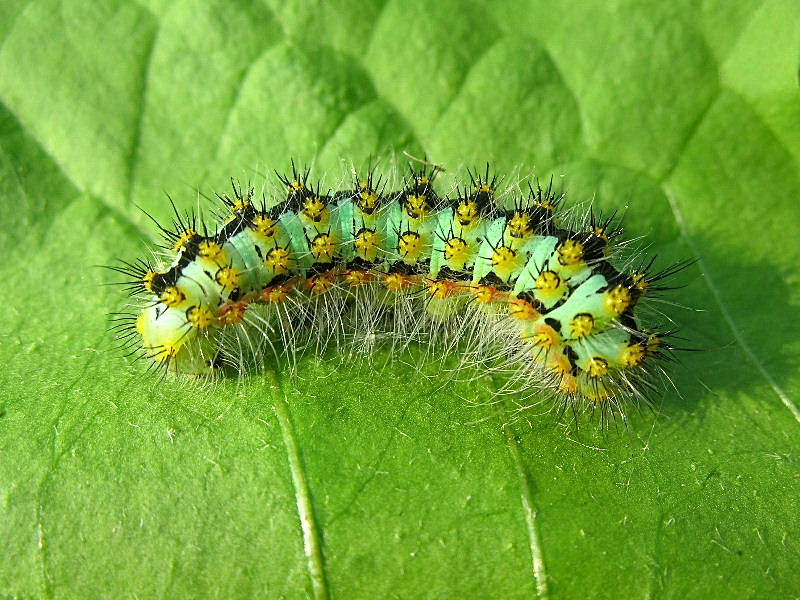 Bruco irsuto e spinosetto - Saturnia (Eudia) pavoniella